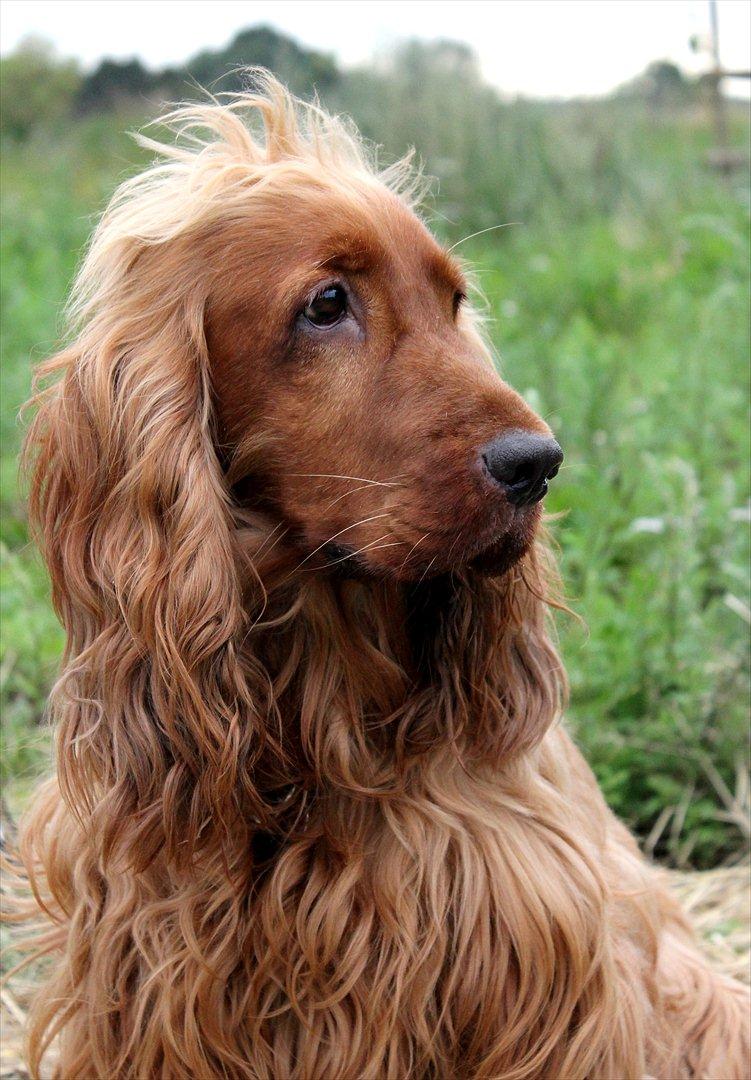 Cocker spaniel alfred (fredo) billede 10