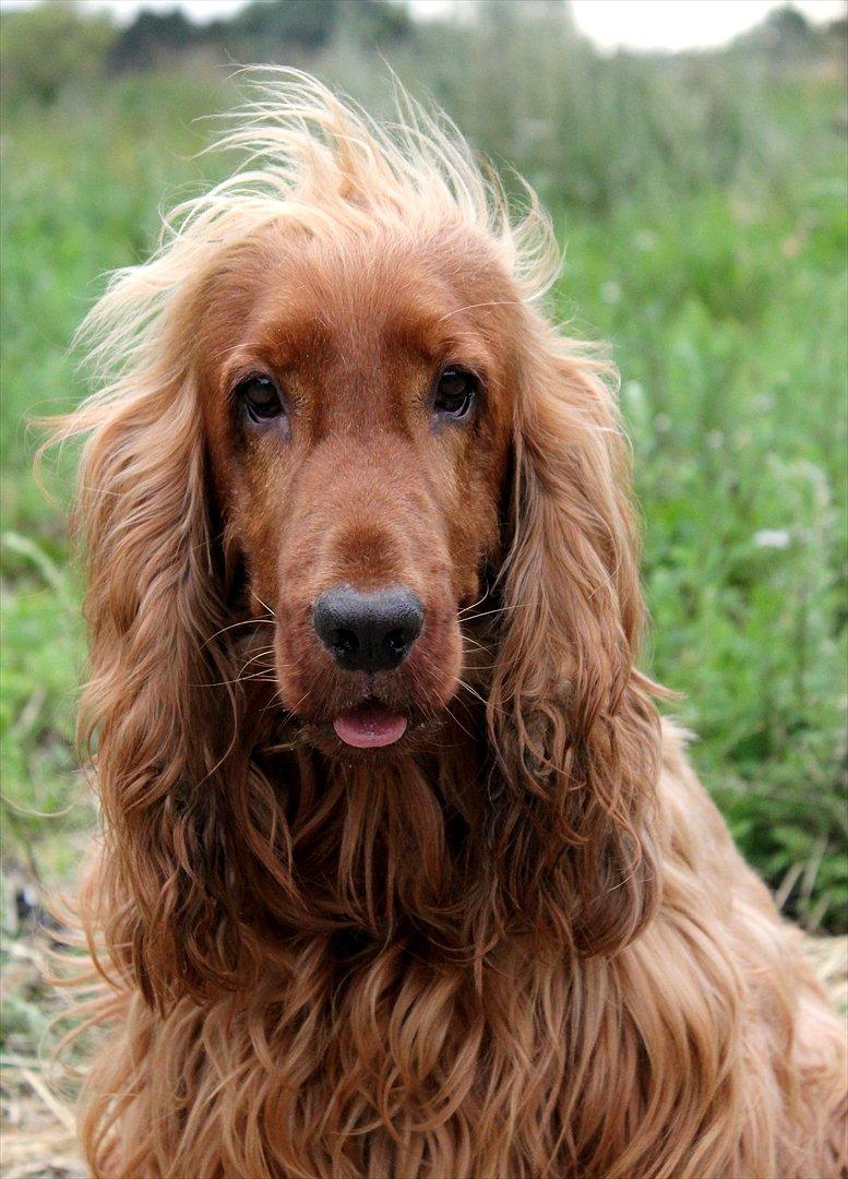 Cocker spaniel alfred (fredo) - fredomand :) billede 11