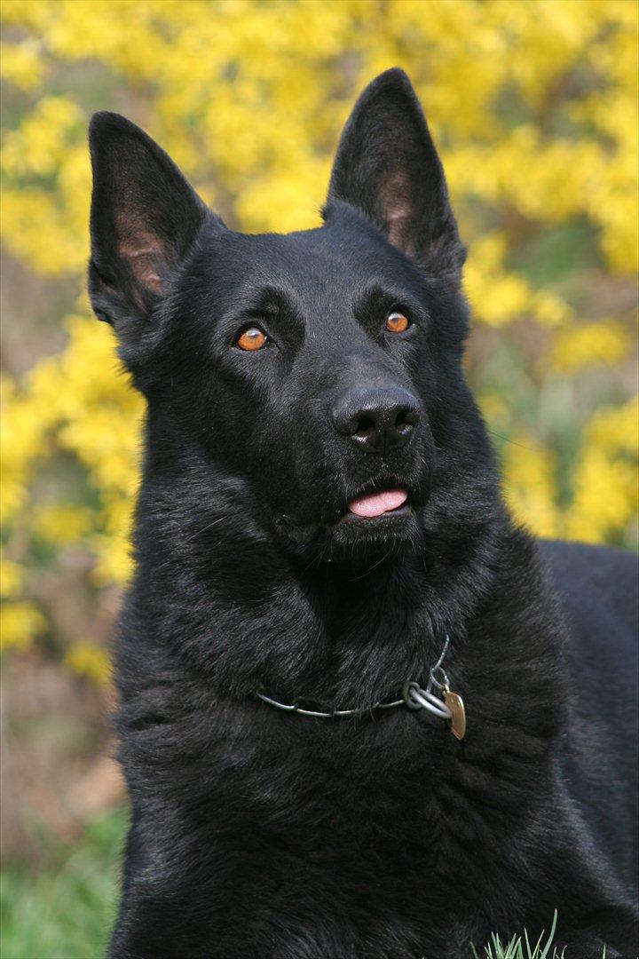 Schæferhund Pa-Schacks Kazan - Pa-Schacks Kazan billede 1