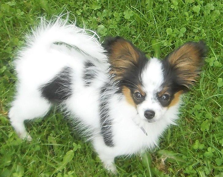 Papillon Koffee - 4 måneder billede 6