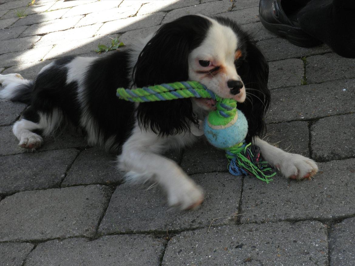 Cavalier king charles spaniel Viggo :D   - foto: Emma August d. 29-70-11 billede 5