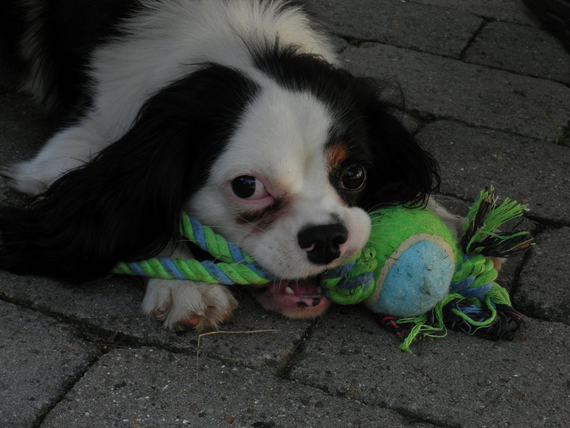 Cavalier king charles spaniel Viggo :D   - foto: Emma August d. 29-70-11 billede 9