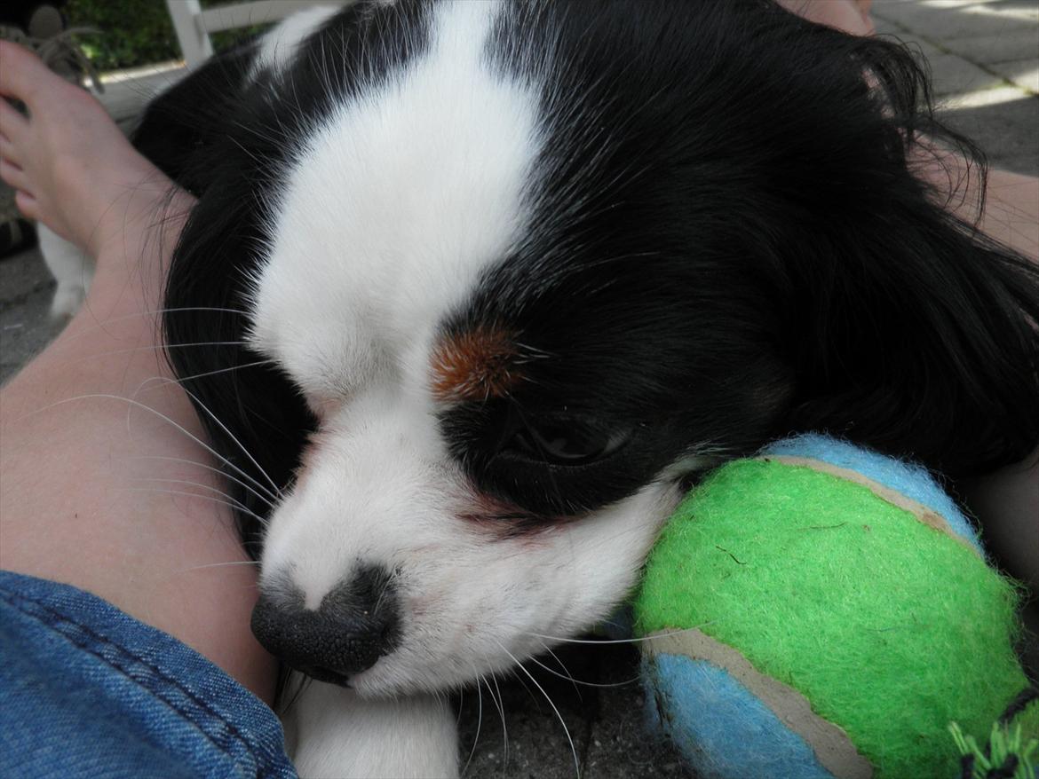Cavalier king charles spaniel Viggo :D   - tak fordi du kom forbi en tur :D

foto: Aksel August d. 29-70-11 billede 10