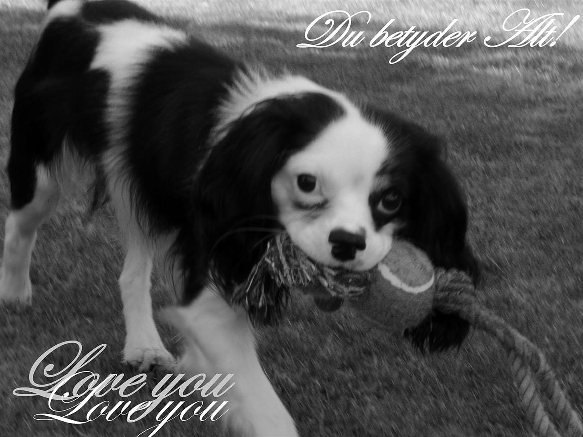 Cavalier king charles spaniel Viggo :D   - foto: Emma August d. 29-70-11 billede 6