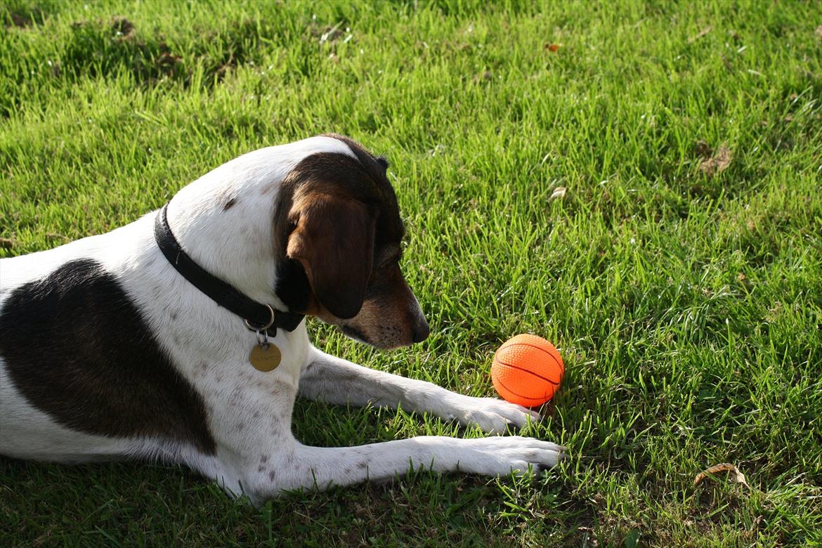 Dansk svensk gaardhund SACHA - Min bold billede 2