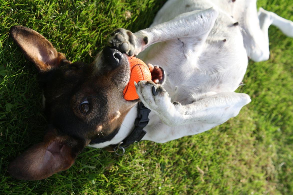 Dansk svensk gaardhund SACHA - Jeg kan godt lide bolde billede 9