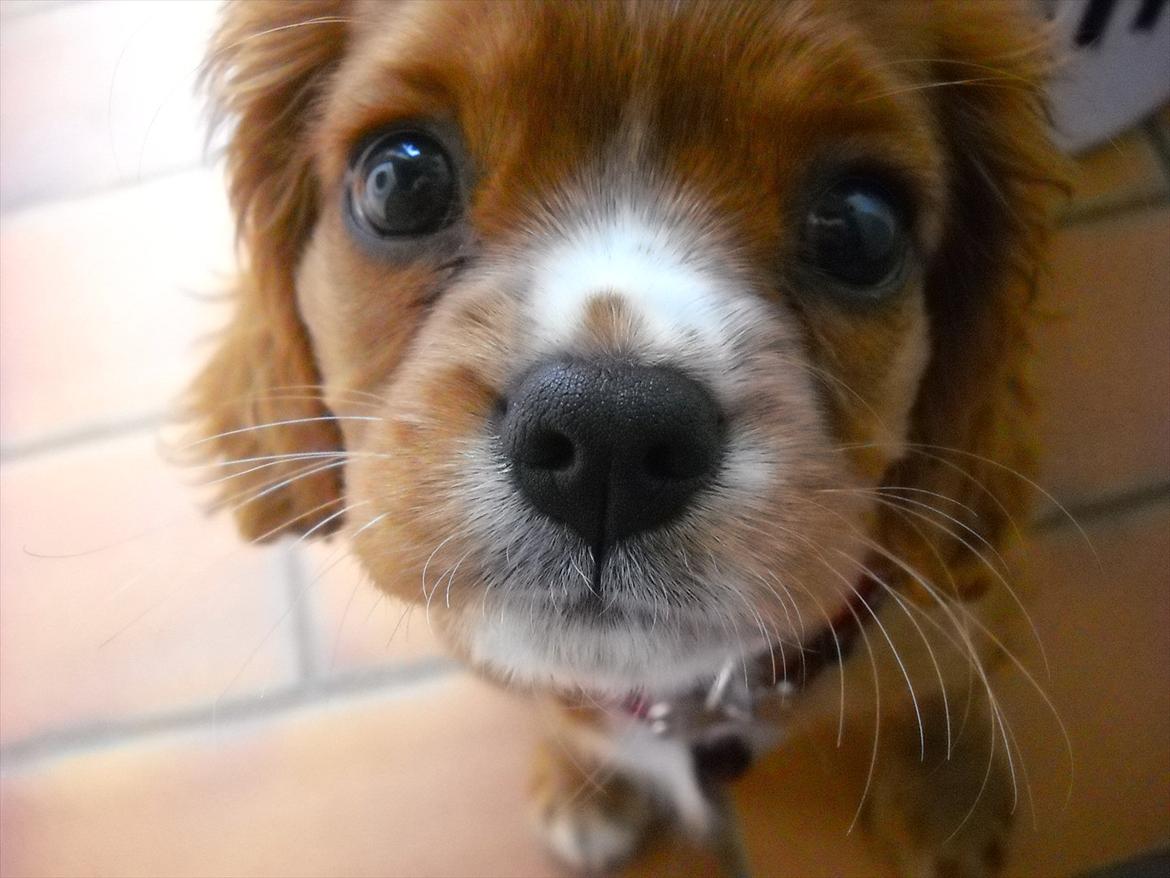 Cavalier king charles spaniel Silje billede 1