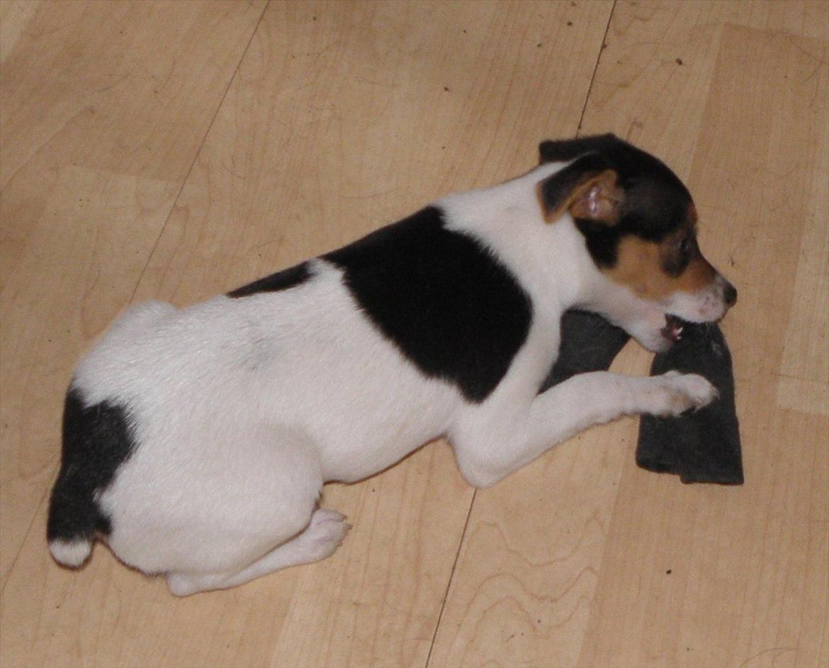 Dansk svensk gaardhund Minni billede 1