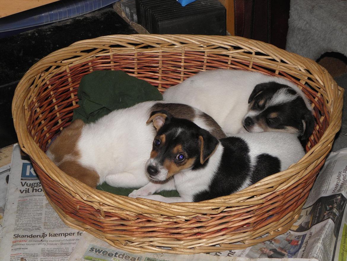 Dansk svensk gaardhund Minni billede 3