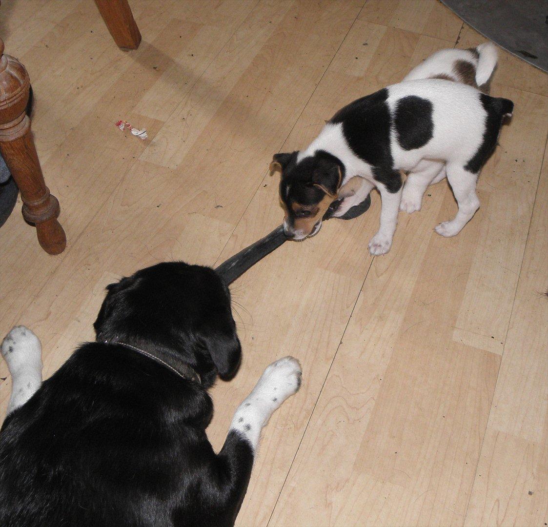 Dansk svensk gaardhund Minni billede 4