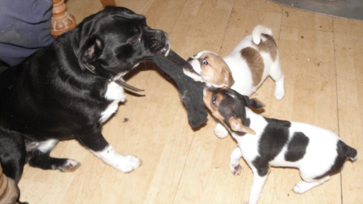 Dansk svensk gaardhund Minni billede 5