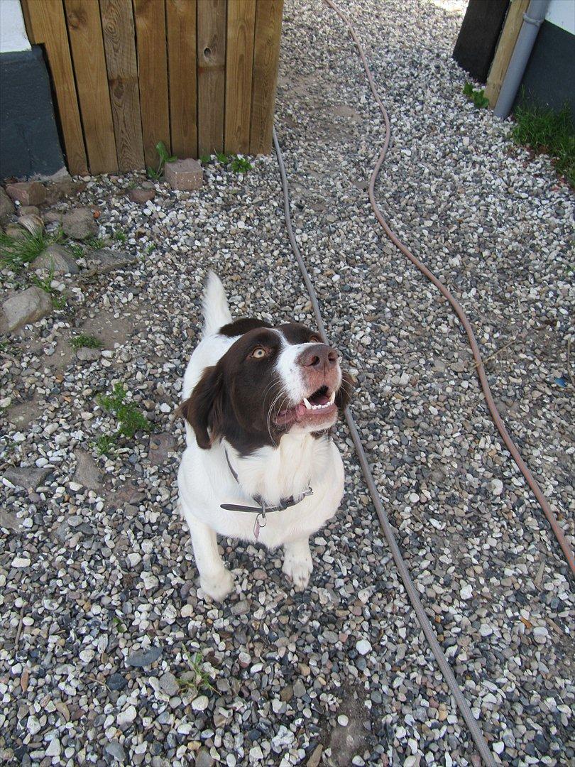 Drentsche patrijshond Lady billede 1