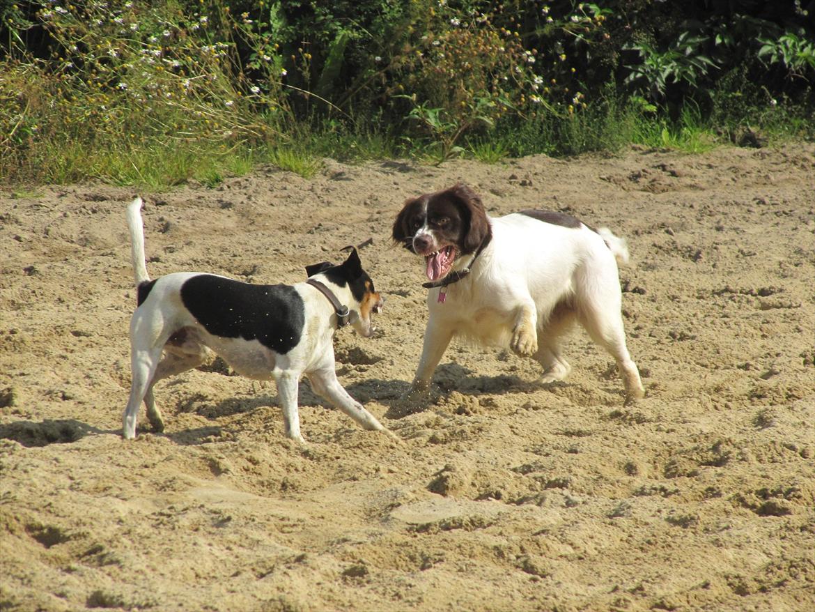 Drentsche patrijshond Lady billede 2