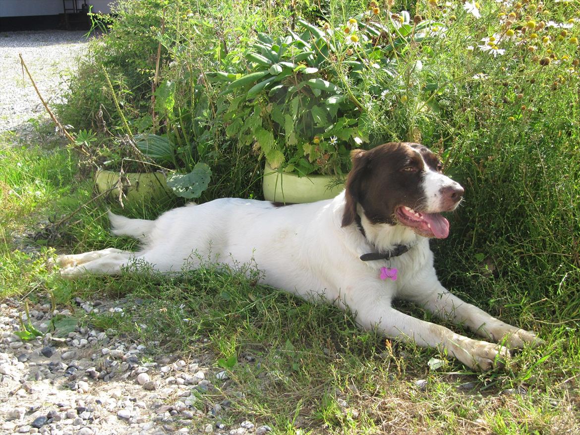 Drentsche patrijshond Lady billede 3