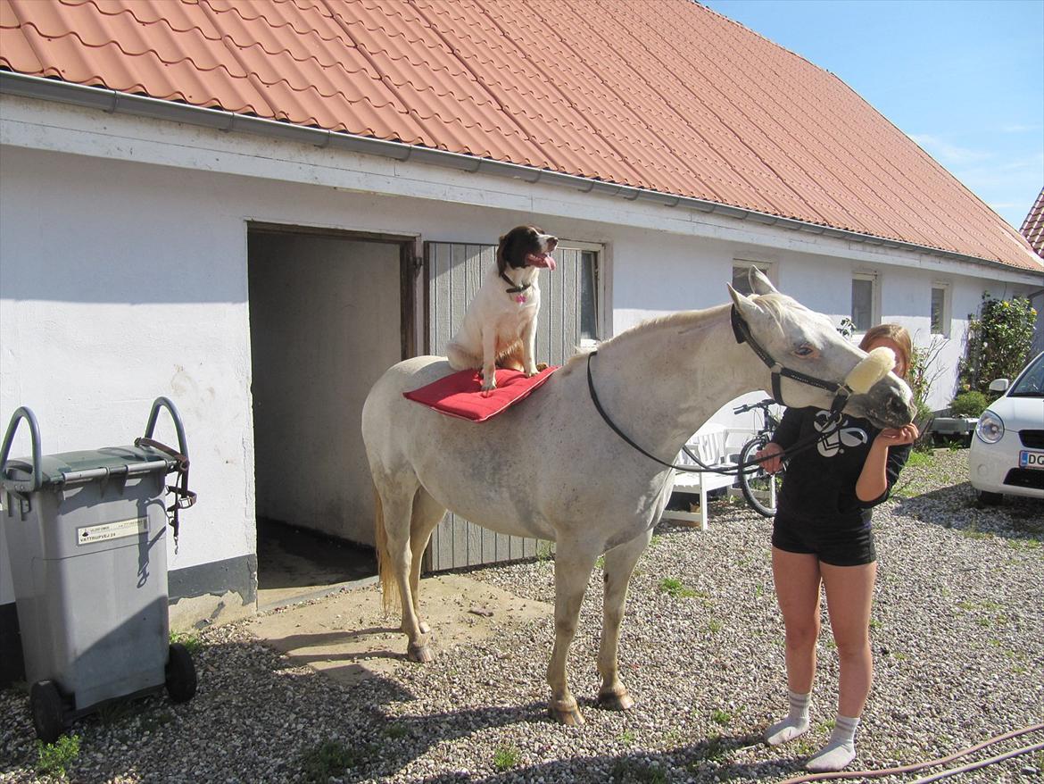 Drentsche patrijshond Lady billede 4