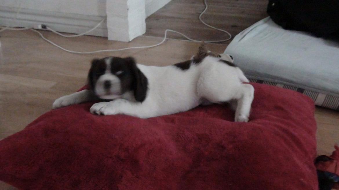 Drentsche patrijshond Lady billede 5