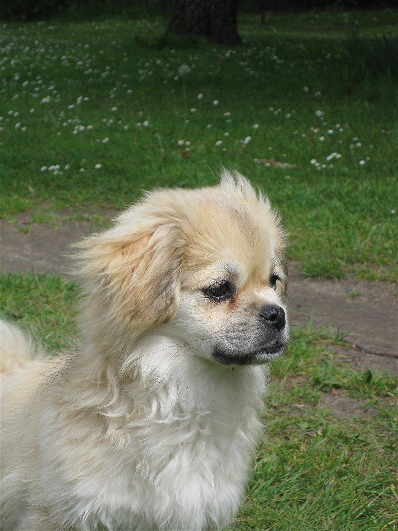 Tibetansk spaniel Khyi-Mo's J-Zigsa - Søde mig billede 2