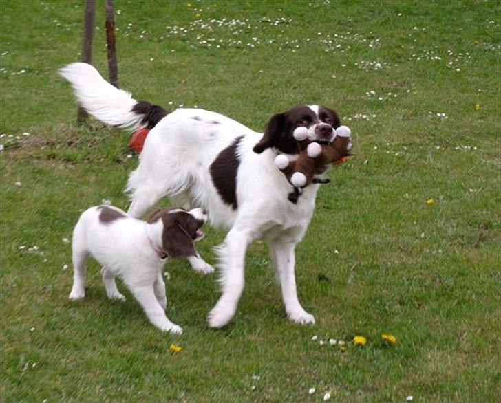 Drentsche patrijshond Lady billede 6