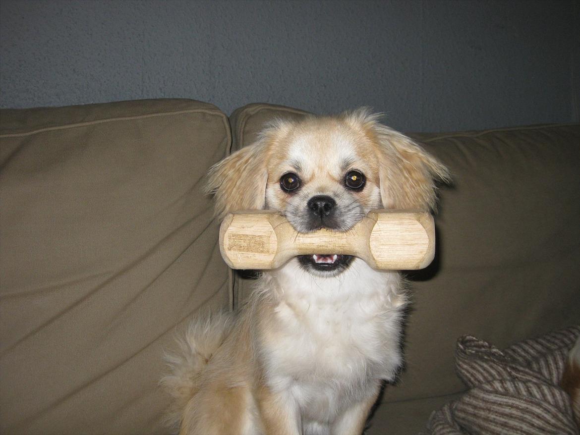 Tibetansk spaniel Khyi-Mo's J-Zigsa - Se hvad jeg må lege med billede 4