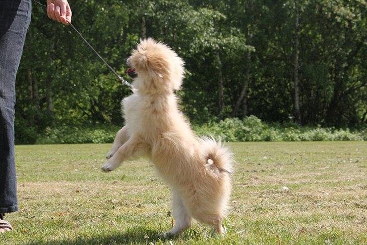 Tibetansk spaniel Khyi-Mo's J-Zigsa - Jeg vil  hellere lege billede 5