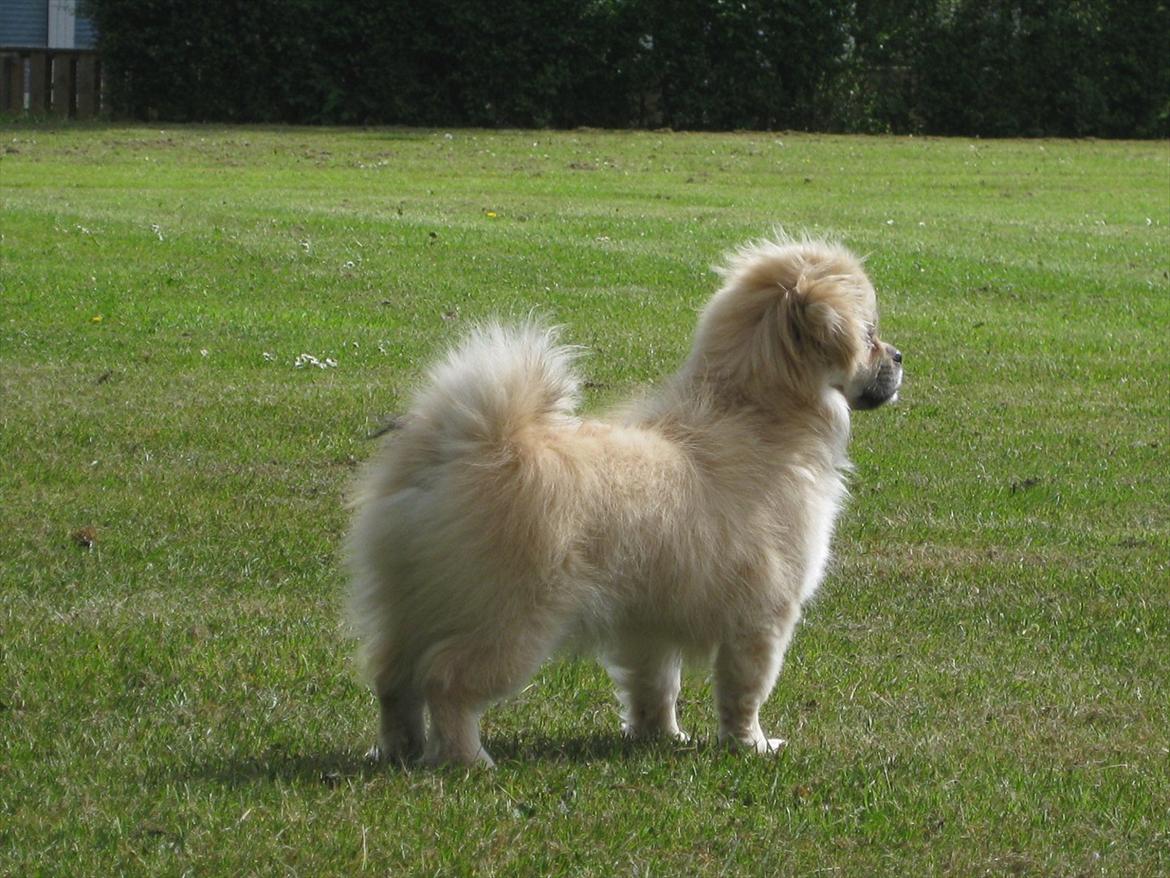Tibetansk spaniel Khyi-Mo's J-Zigsa billede 6