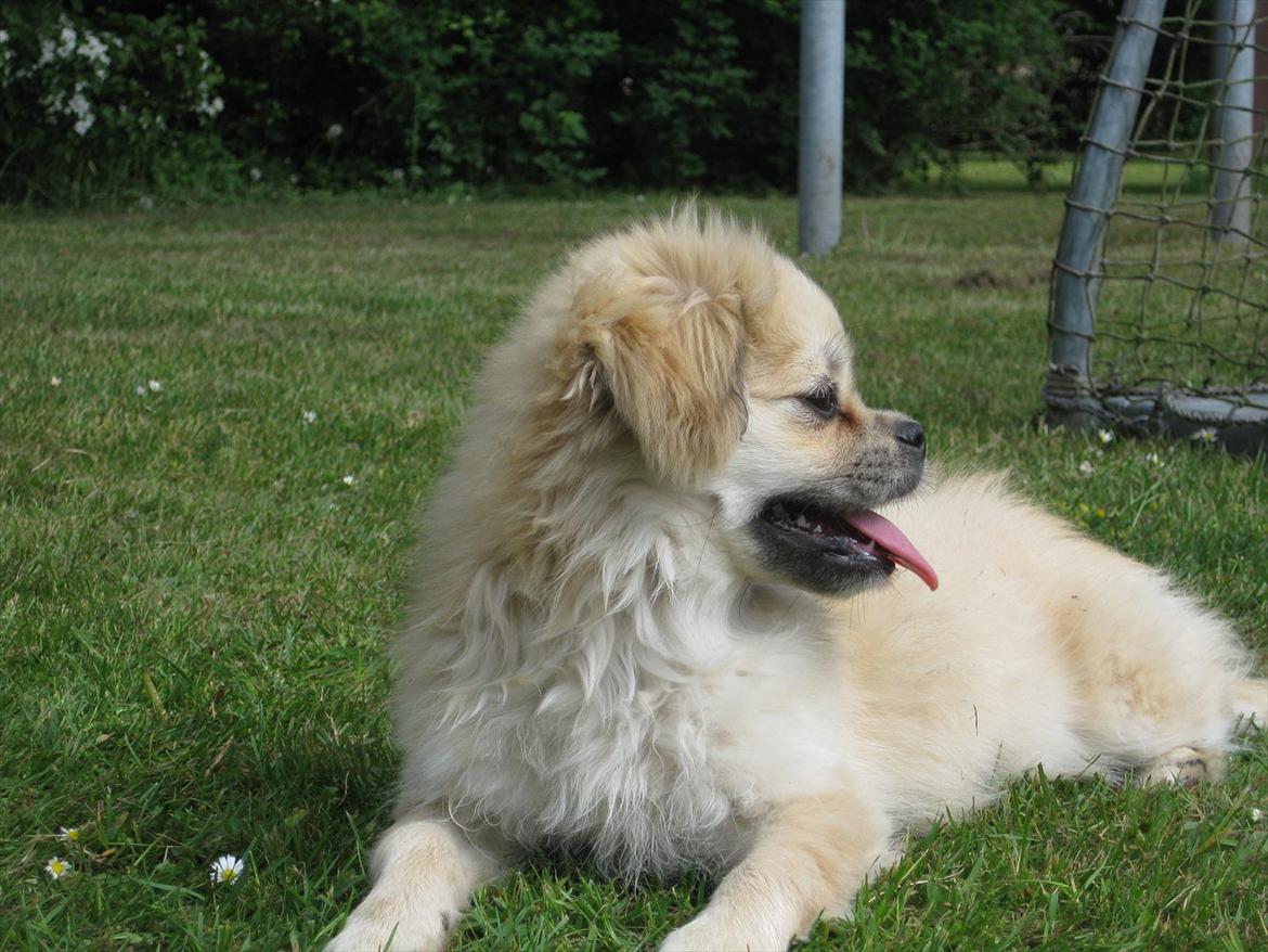Tibetansk spaniel Khyi-Mo's J-Zigsa billede 7