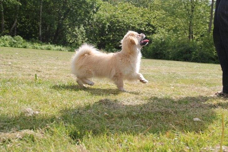 Tibetansk spaniel Khyi-Mo's J-Zigsa billede 8