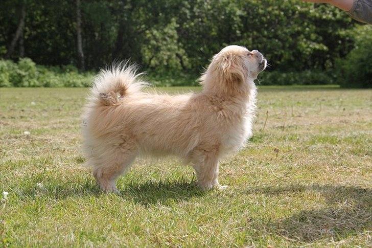 Tibetansk spaniel Khyi-Mo's J-Zigsa - Jo, jeg KAN også godt stå pænt billede 9