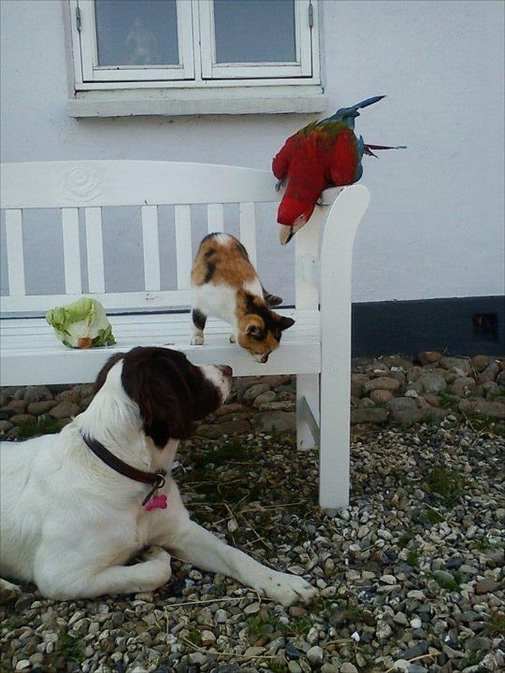 Drentsche patrijshond Lady billede 7