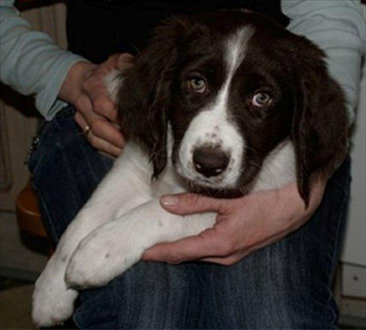 Drentsche patrijshond Lady billede 8