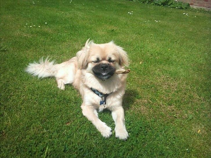 Tibetansk spaniel anton billede 17