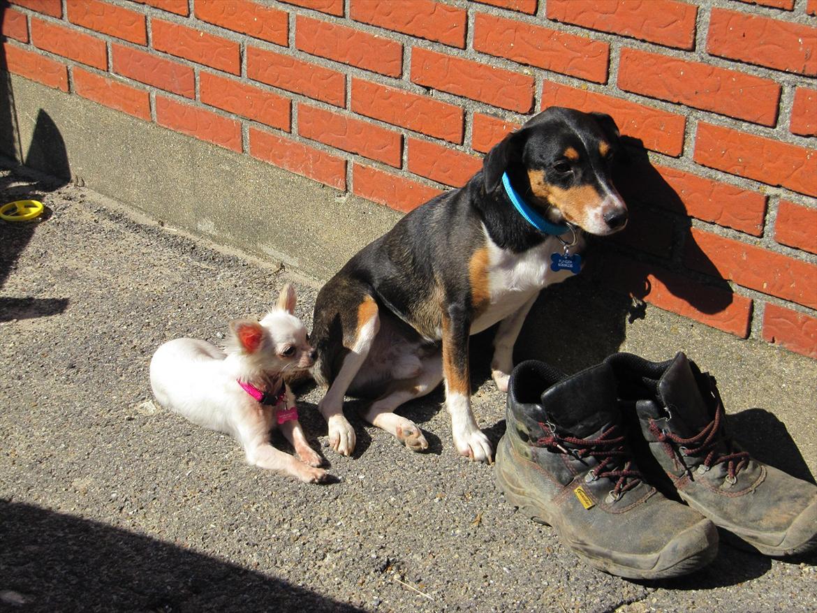 Chihuahua Molly billede 15