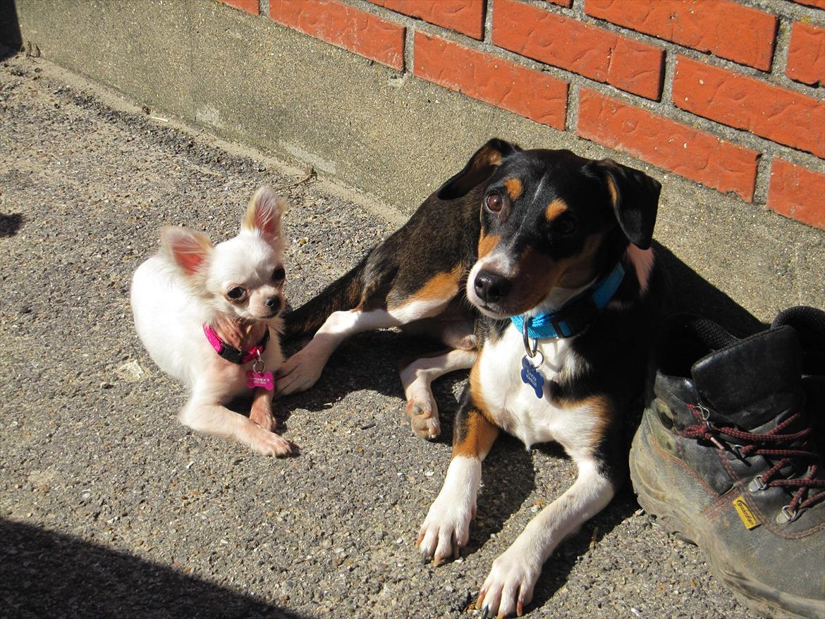 Chihuahua Molly billede 16