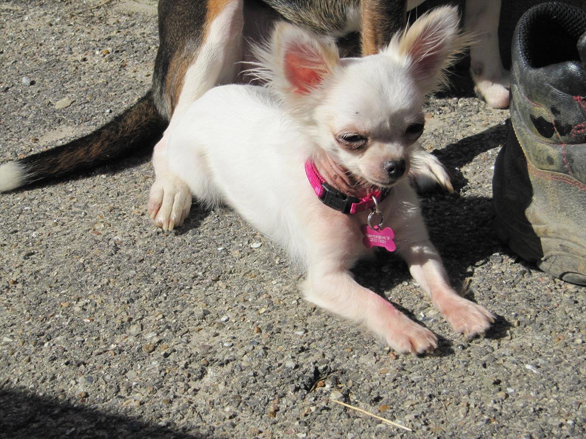 Chihuahua Molly billede 17