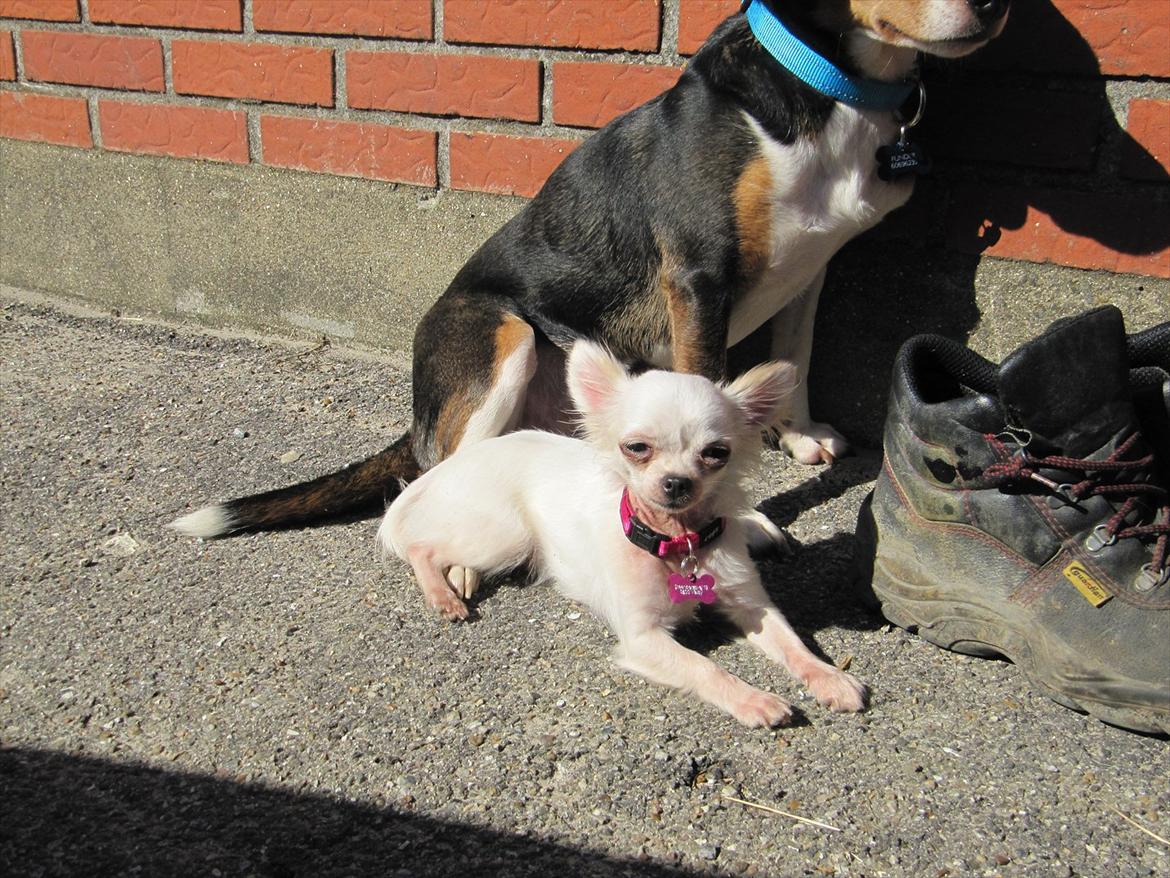 Chihuahua Molly billede 18