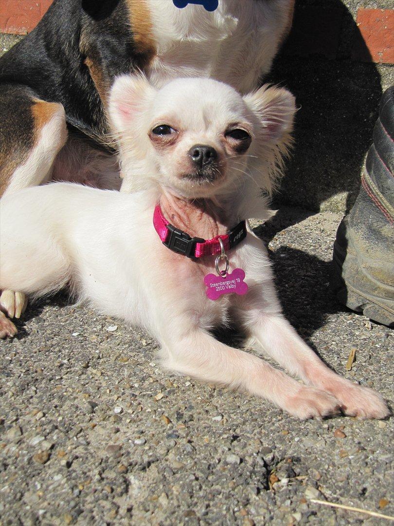 Chihuahua Molly billede 19