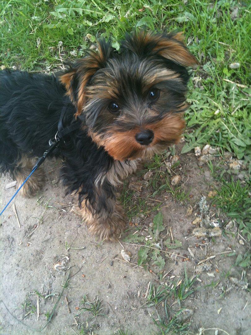 Yorkshire terrier Lucas - Min første rigtige gå tur i snor billede 5