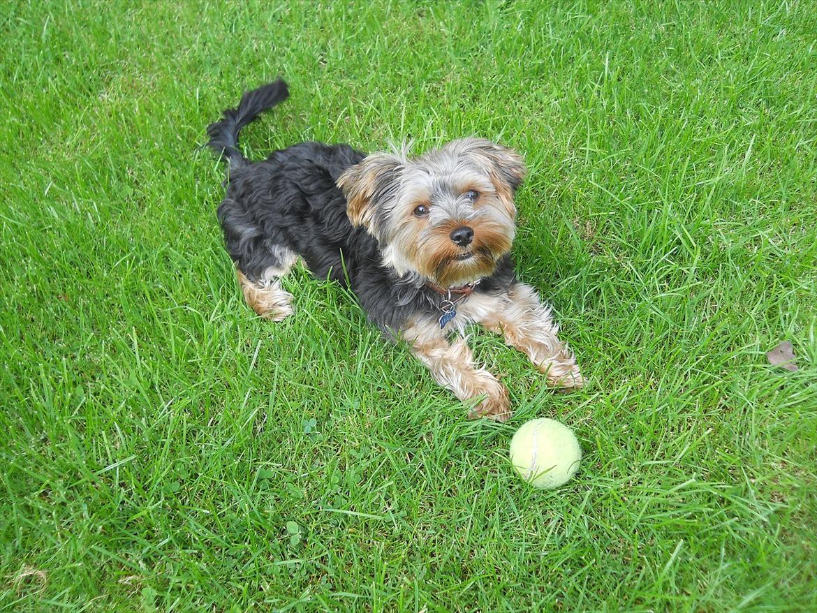 Yorkshire terrier Lucas - MIN bold billede 3