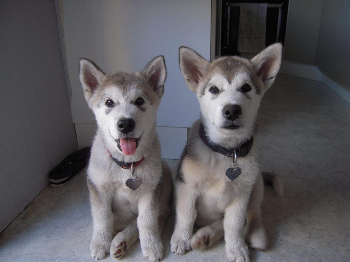 Alaskan malamute Spanto - Spanto til højre og søster ved siden af billede 6
