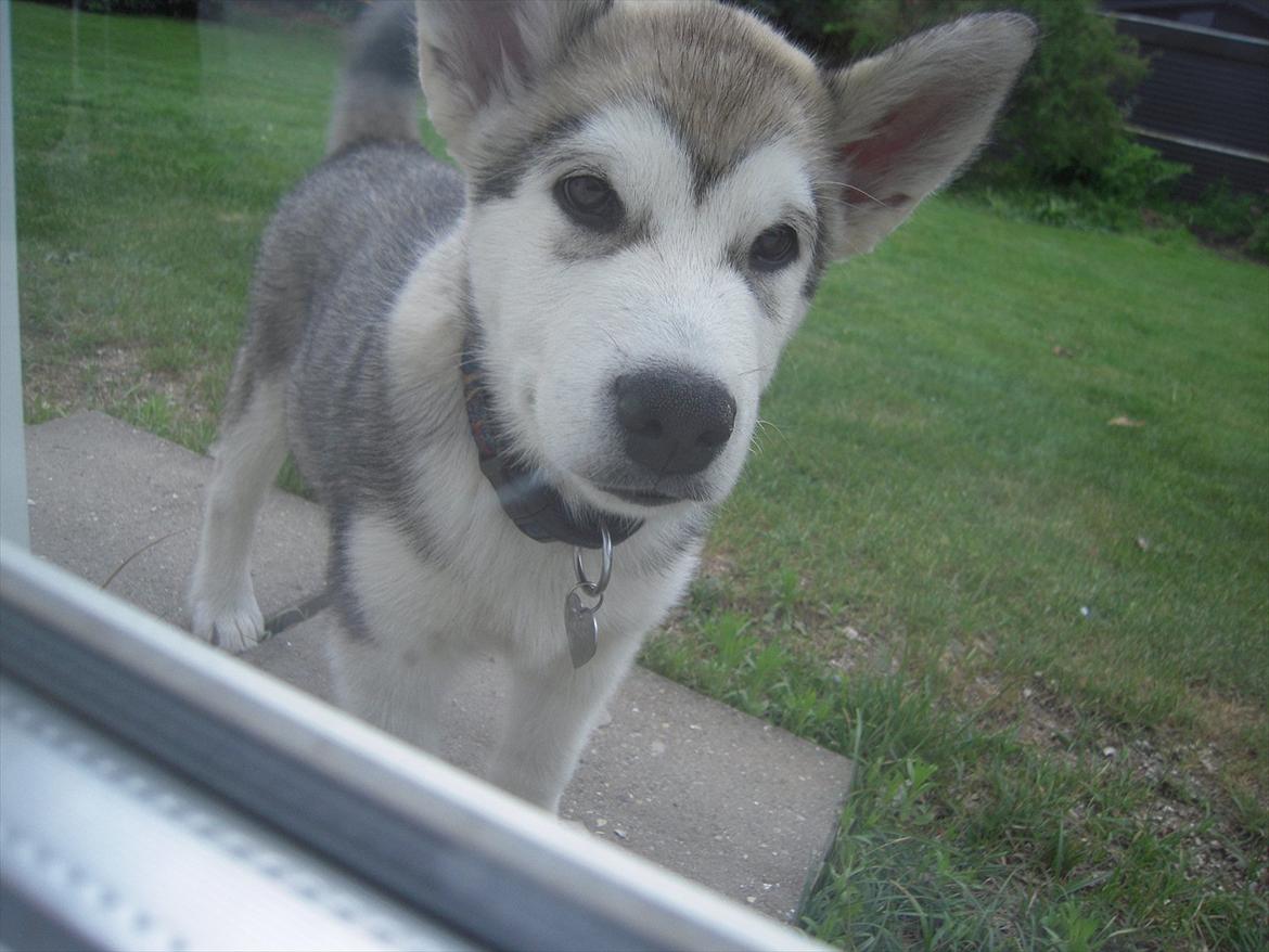 Alaskan malamute Spanto - Finder ud af at man ikke kan gå igennem glas billede 7