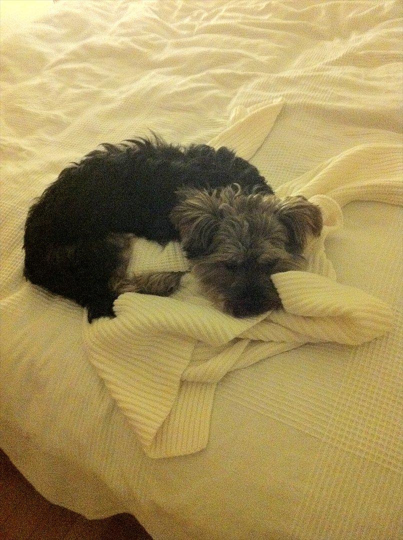 Yorkshire terrier Lucas - Mmmmh mors nye trøje skal jeg da lige sove på billede 4