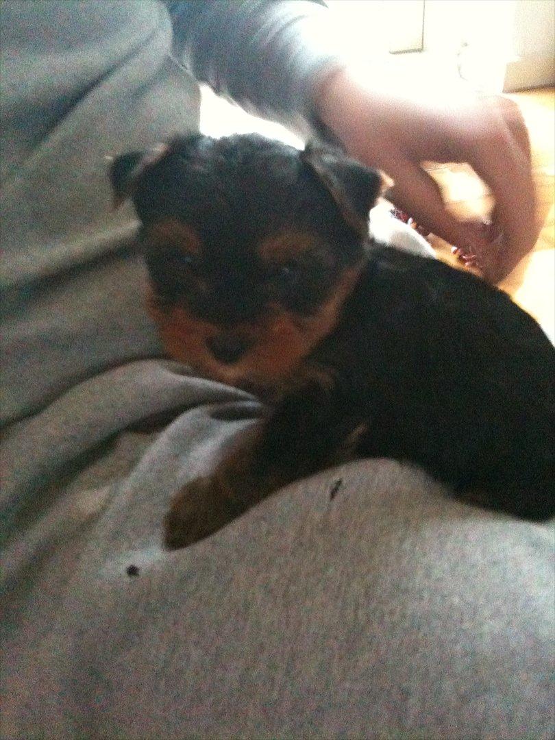 Yorkshire terrier Lucas - Første dag vi fik Lucas billede 7