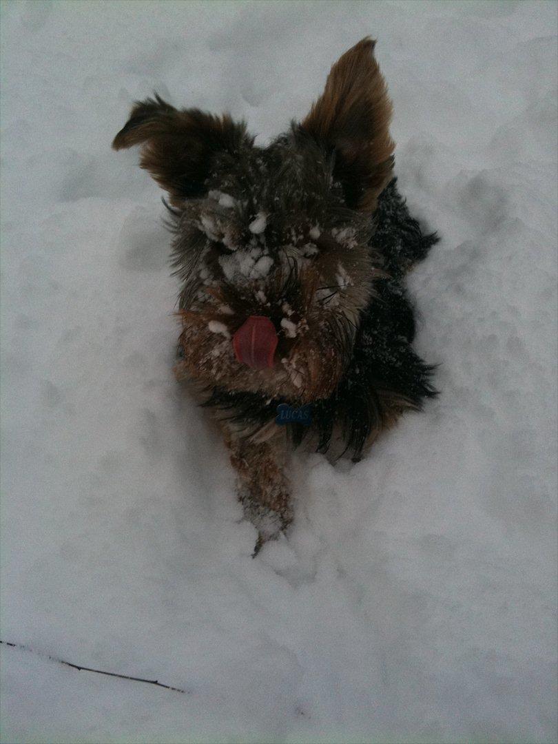 Yorkshire terrier Lucas - Første sne tur billede 6