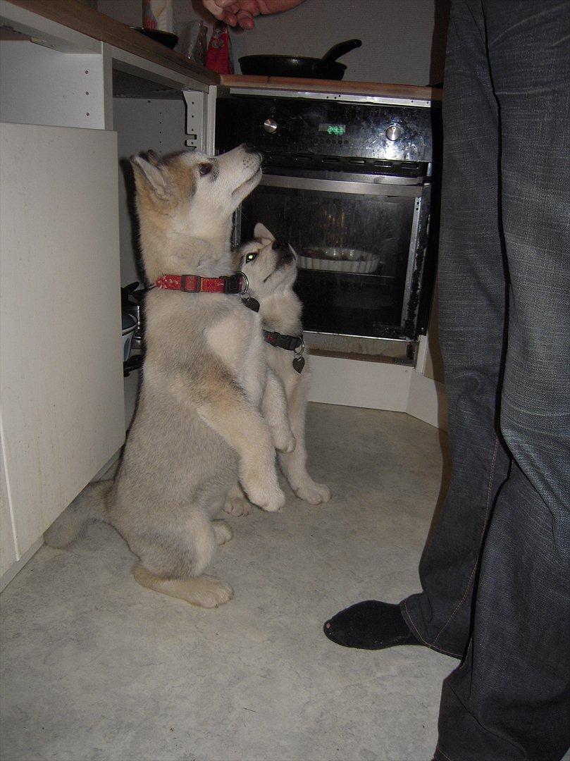 Alaskan malamute Akhasia - Se hvad jeg kan billede 6