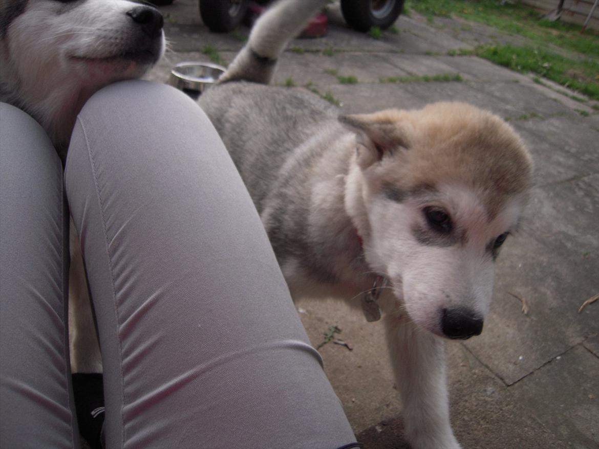 Alaskan malamute Akhasia - Altid glad for at se en  billede 7