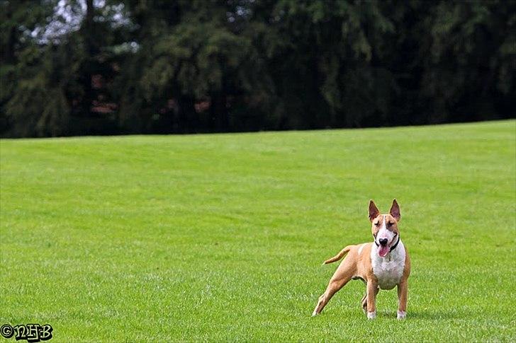 Bullterrier Cirkus billede 10