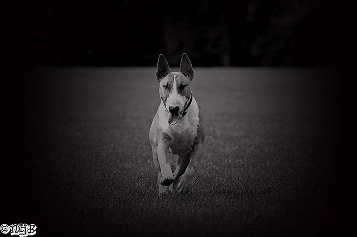 Bullterrier Cirkus billede 11