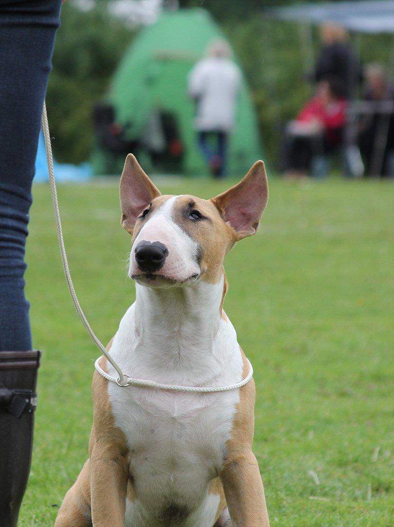 Bullterrier Cirkus billede 12