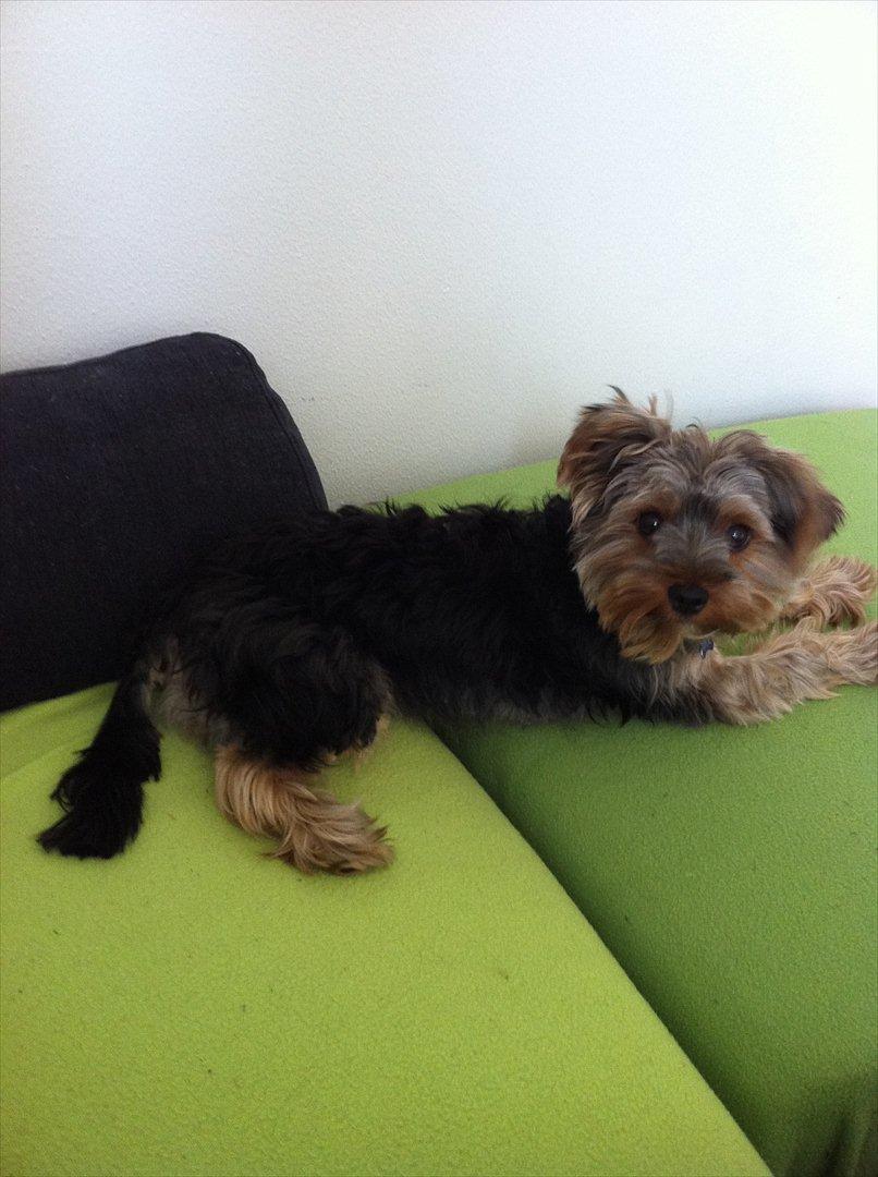 Yorkshire terrier Lucas billede 8