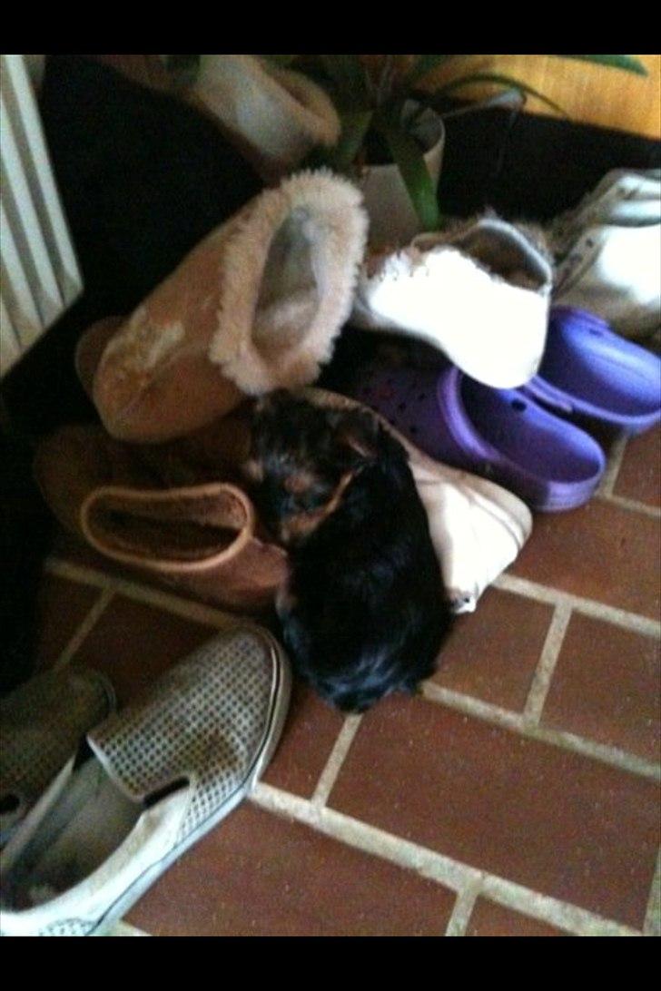 Yorkshire terrier Lucas - åh dejlige bløde sko billede 9